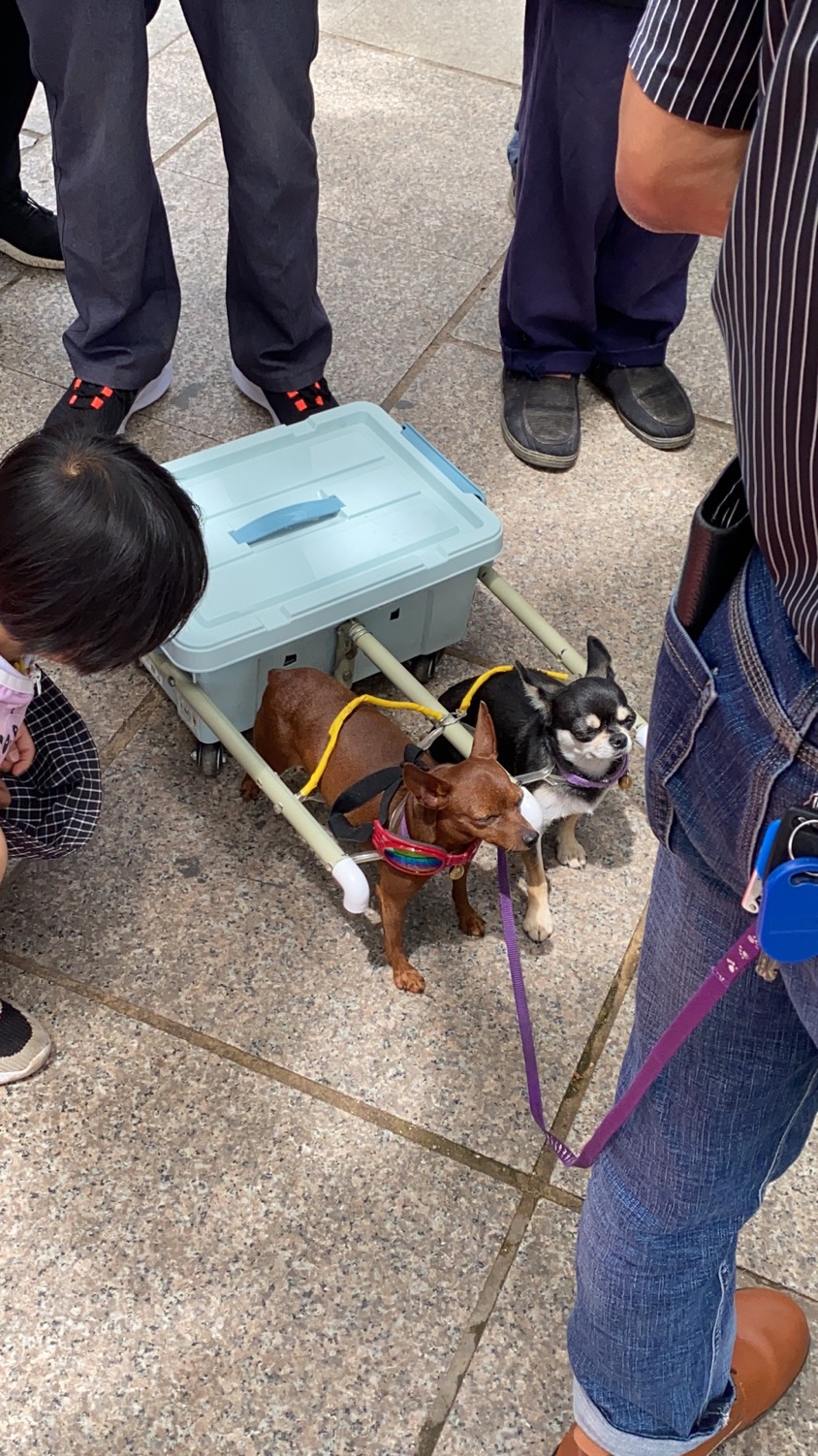 路遇小狗拉车|v